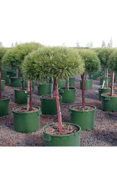 Сосна чорна  Глобоза штамбова форма